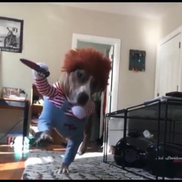 Dog, costume, 30-60 pounds, size M. Chuck, funny, Halloween. Ideal heavy French